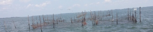 Commercial Fish Trap
