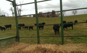 Cows coming to say Hi to us on the hayride!
